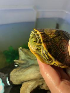 Mesoamerikanische Schmuckschildkröte Trachemys venusta venusta