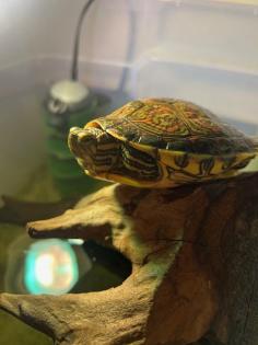 Mesoamerikanische Schmuckschildkröte Trachemys venusta venusta