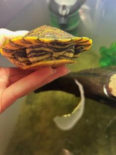Mesoamerikanische Schmuckschildkröte Trachemys venusta venusta