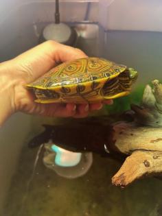 Mesoamerikanische Schmuckschildkröte Trachemys venusta venusta