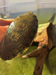 Mesoamerikanische Schmuckschildkröte Trachemys venusta venusta