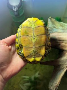 Mesoamerikanische Schmuckschildkröte Trachemys venusta venusta
