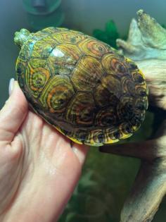 Mesoamerikanische Schmuckschildkröte Trachemys venusta venusta