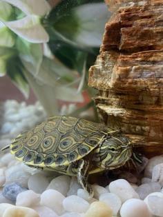 Mesoamerikanische Schmuckschildkröte Trachemys venusta venusta