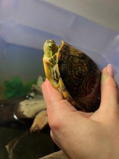 Mesoamerikanische Schmuckschildkröte Trachemys venusta venusta