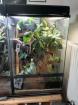 Kronengecko inkl. Terrarium