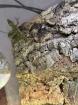 2 Fächerfinger Geckos