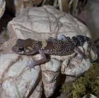 Jim Knopfschwanzgecko Underwoodisaurus milii